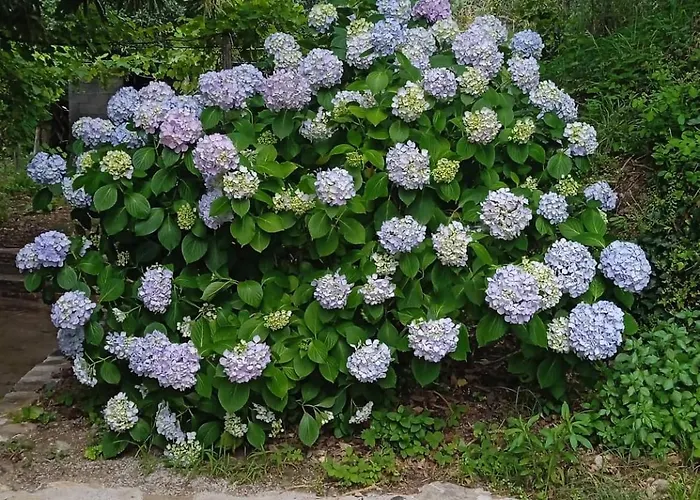 So Simple Mourésion